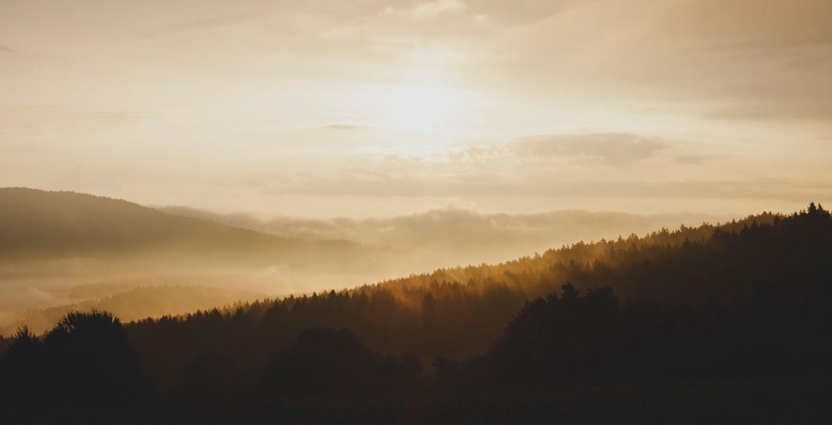 view of forest landscape at sunrise